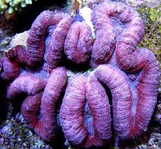 Brain: Lobophyllia; Pink