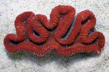 Brain: Lobophyllia : Red; Fiji