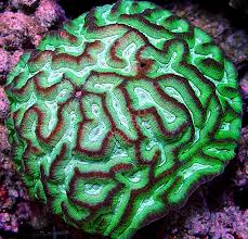 Brain: Oulophyllia