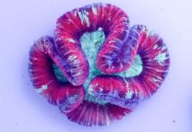 Brain: Round; Red Super