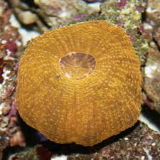 LPS: Scolymia vitensis; Colored