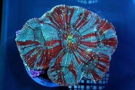 Brain: Scolymia; Super Color