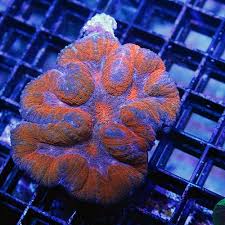 Brain: Symphyllia; Color