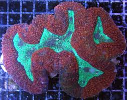 Brain: Symphyllia; Super Color