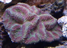 Brain: Symphyllia; Colored; Aus