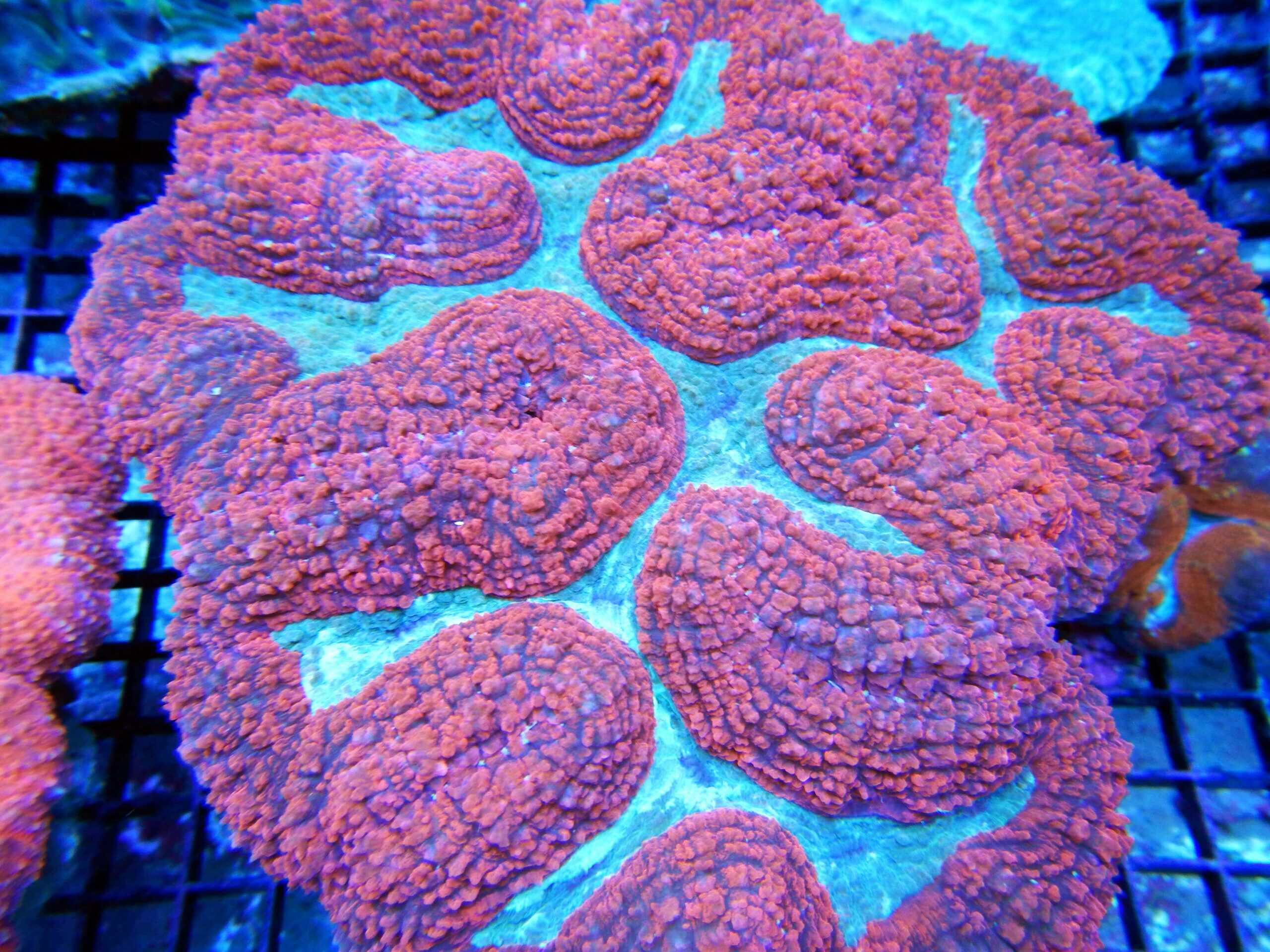 Brain: Symphyllia; Super; Aus