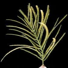 Gorgonian: Cult. Gold Plume