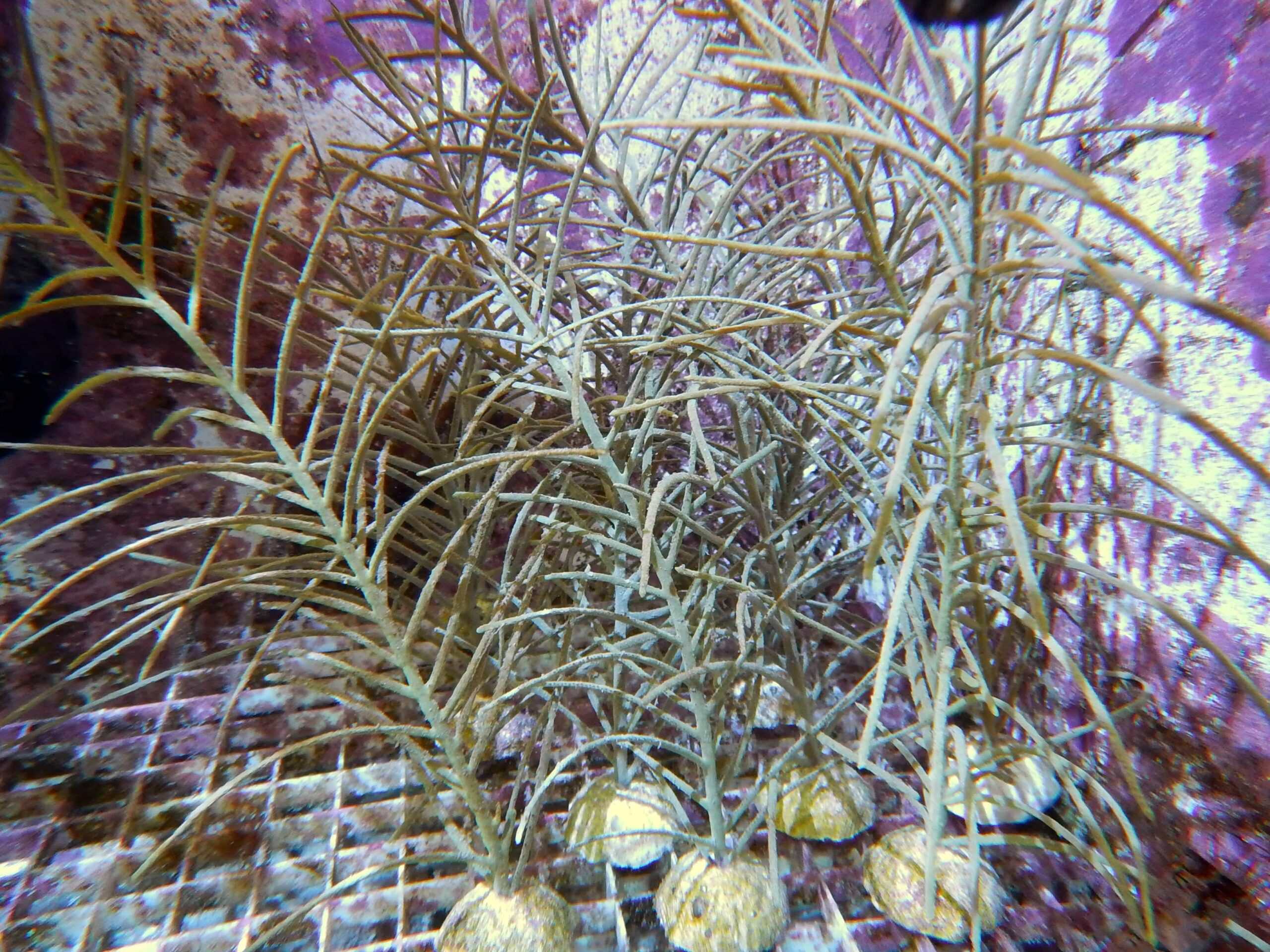 Gorgonian: Cult. Orange Spiny