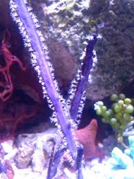 Gorgonian: Cult. Purple Blade