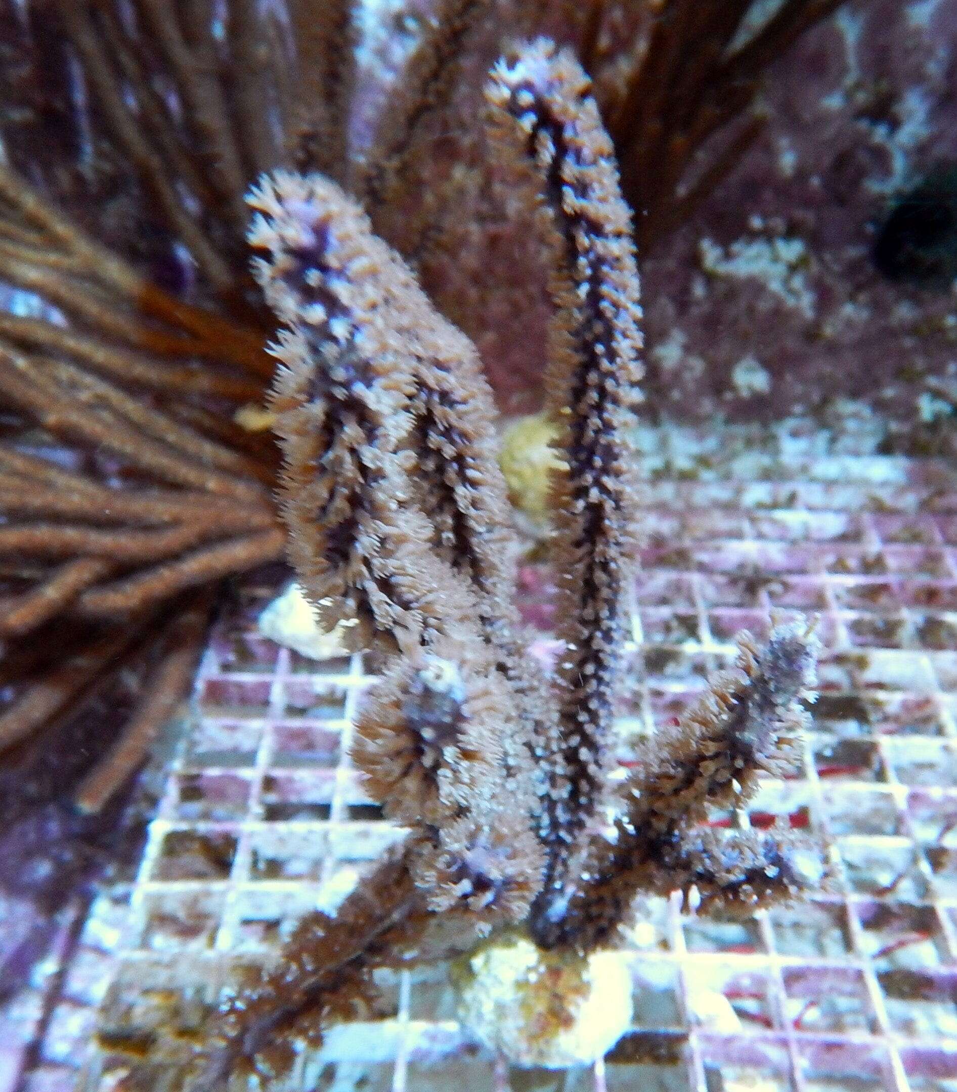 Gorgonian: Cult. Purple Plume
