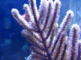 Gorgonian: Cult. Purple Tree