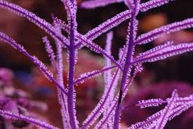 Gorgonian: Sea Plume; Purple; Atl.