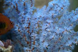 Gorgonian: Tree; Blue