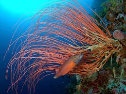 Gorgonian: Whip; Orange; Atl.