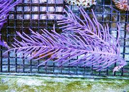 Gorgonian: Whip; Purple; Atl.