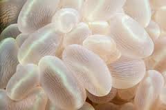 LPS: Bubble Coral
