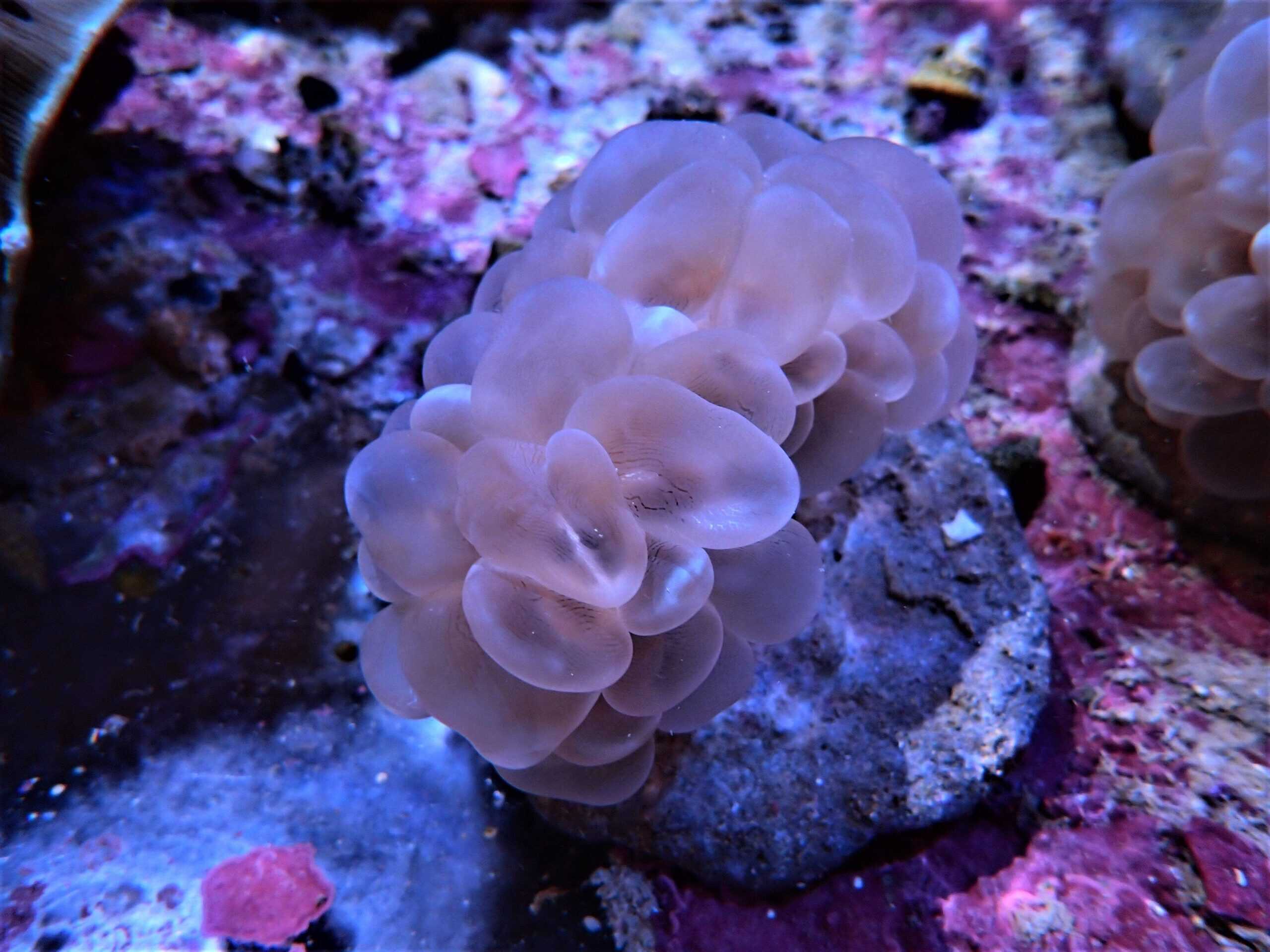 LPS: Bubble Coral; Cultured
