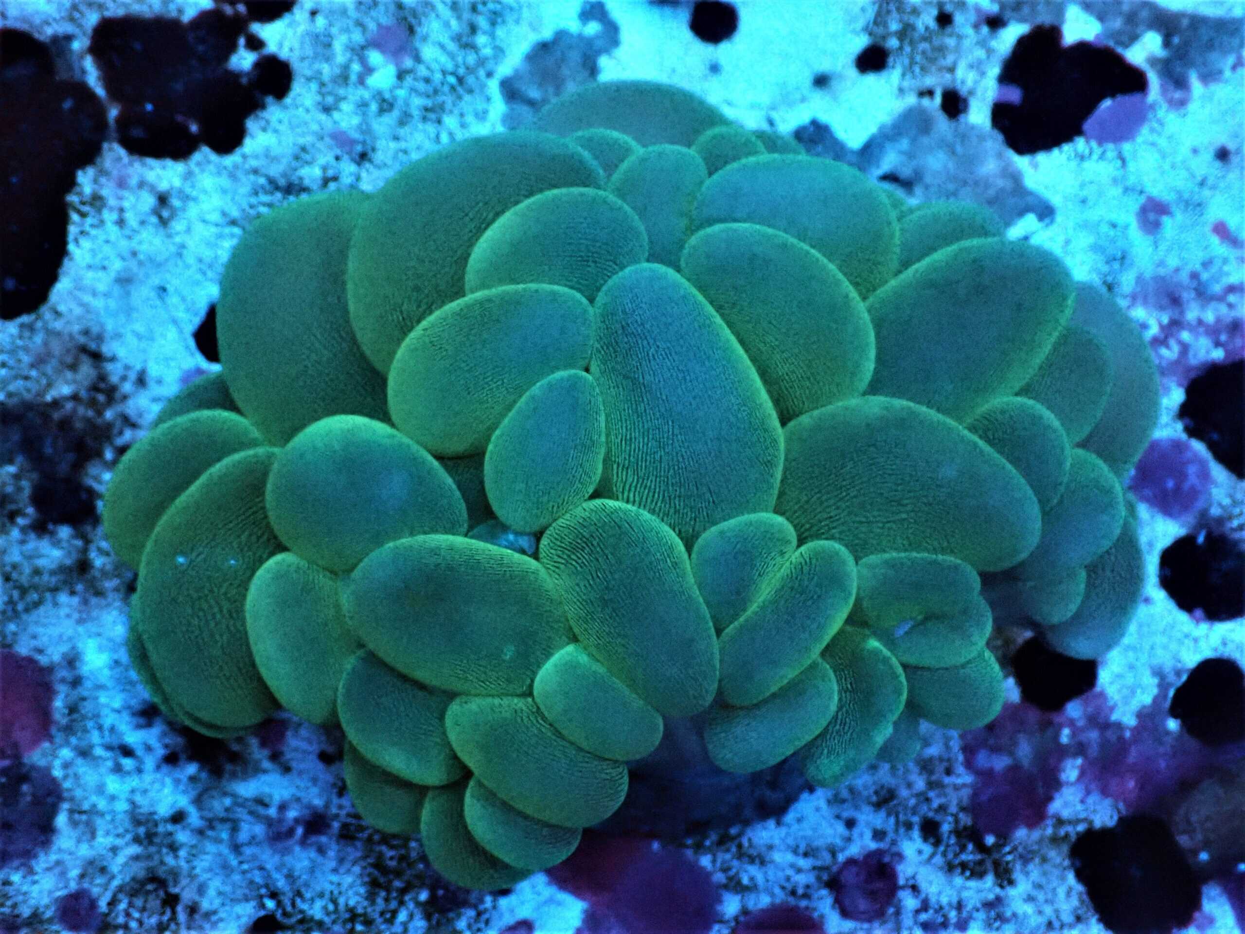 LPS: Bubble Coral; Green