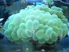 LPS: Bubble Coral; Green; Australia