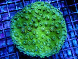 LPS: Cup Coral; Green; Australia