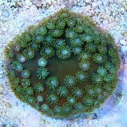 LPS: Cup Coral: Green; Fiji