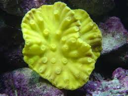 LPS: Cup Coral; Yellow