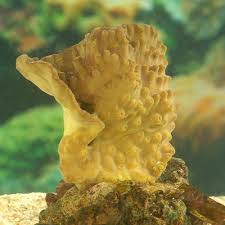 LPS: Cup Coral; Yellow; T.R.