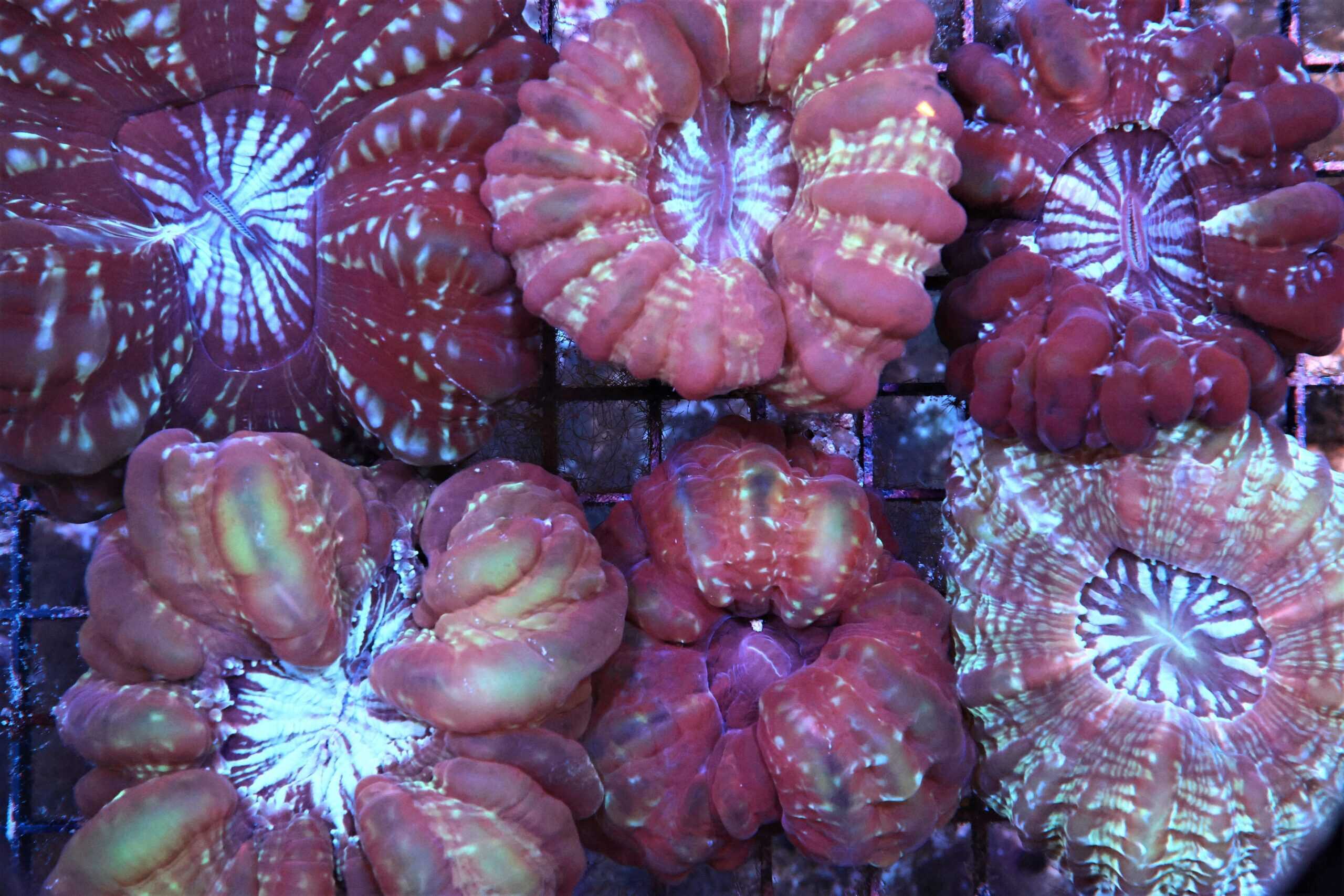 LPS: Cynarina Coral; Colored; Aust