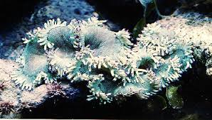 LPS: Elegance Coral; Color Tip