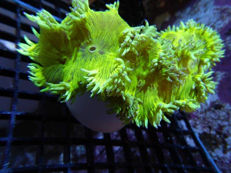 LPS: Elegance Coral; Metalic; Aust