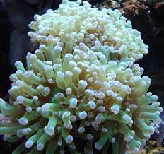 LPS: Frogspawn;Branch;Colored; Sol.