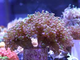 LPS: Frogspawn Coral; Branch; Aust.