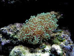 LPS: Frogspawn Coral; Wall; Color