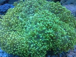 LPS: Frogspawn Coral; Wall; Met.