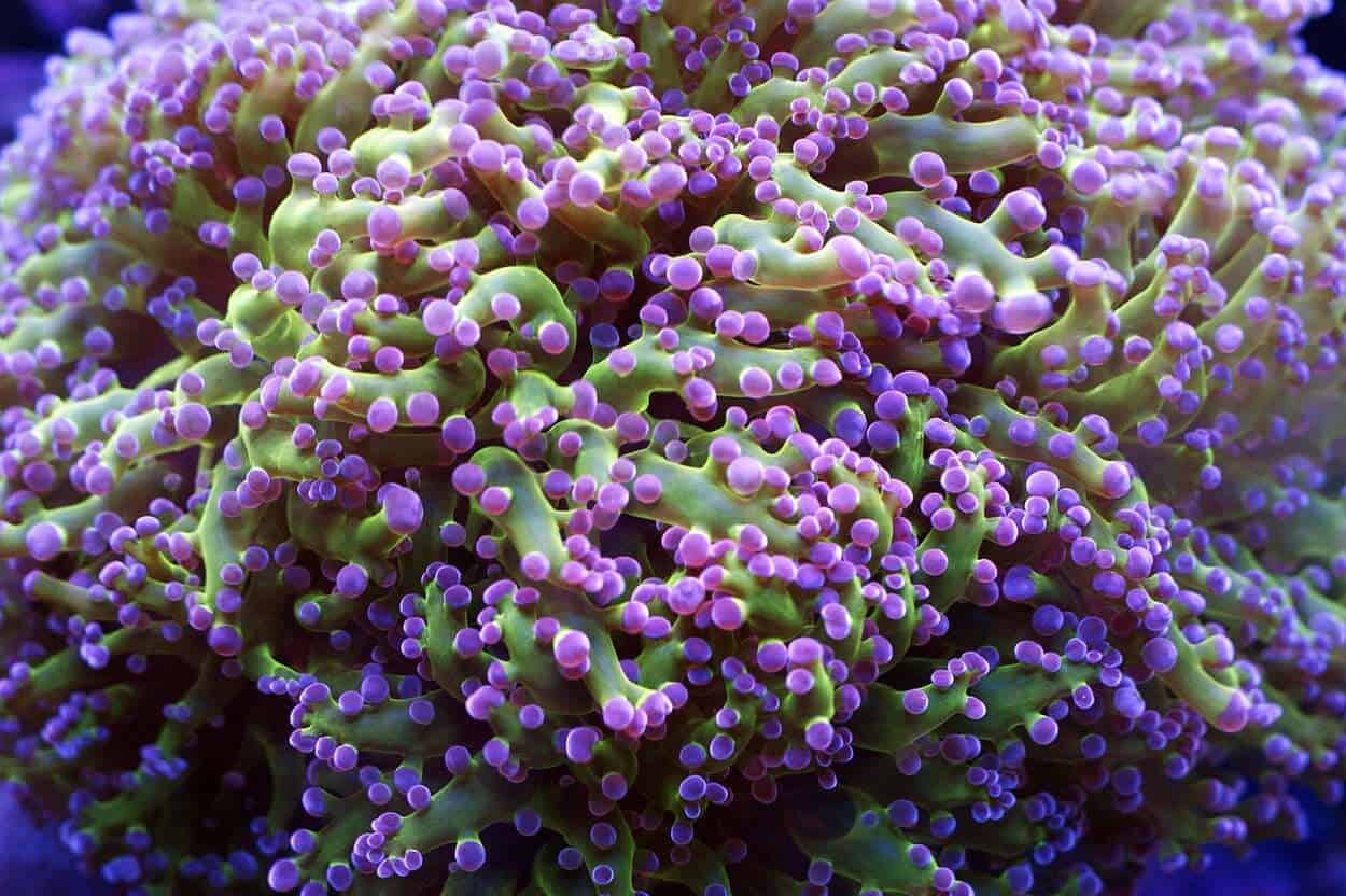 LPS: Frogspawn Coral; Wall; Reverse