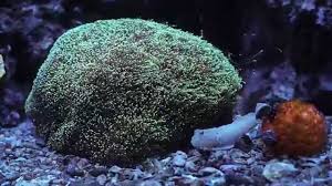 LPS: Galaxea Coral; Green; Fiji