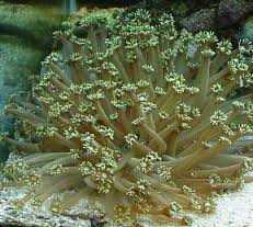 LPS: Goniopora Coral; Green; Fiji