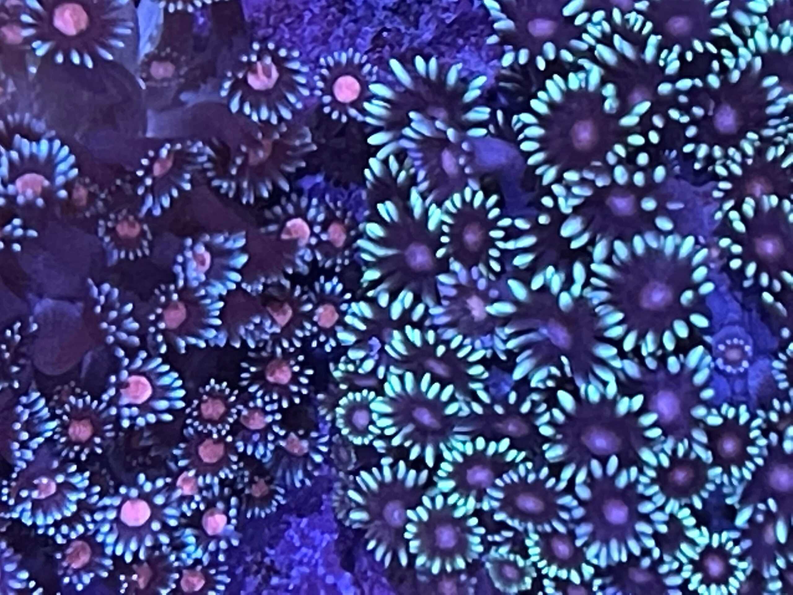 LPS: Goniopora Grn w/Red Eye