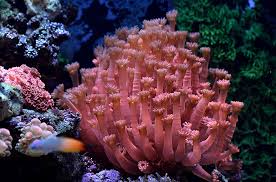 LPS: Goniopora Coral; Red; Aust.