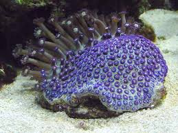 LPS: Goniopora Coral; Purple