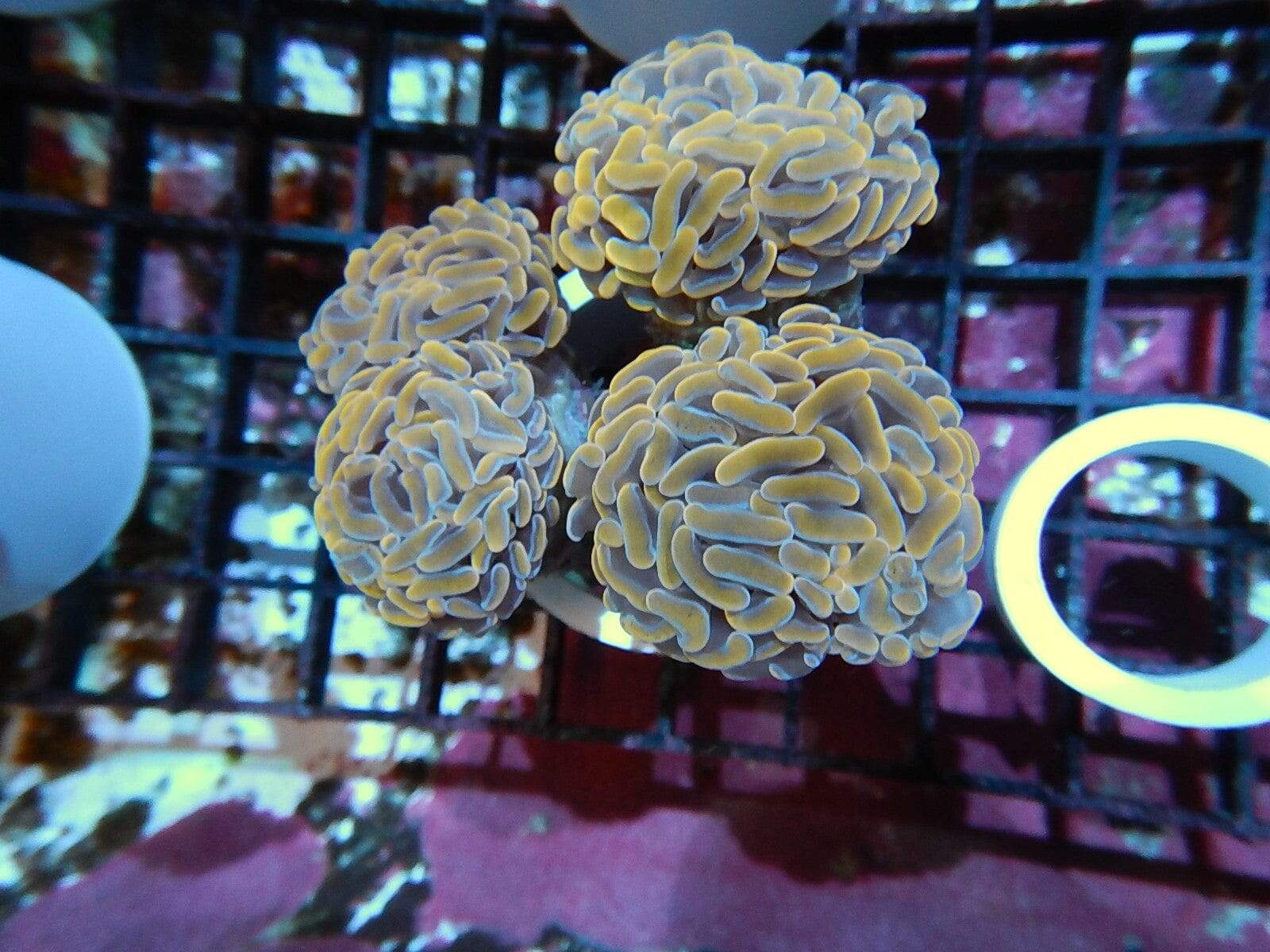 LPS: Hammer Coral;Branch; Gold; Aus