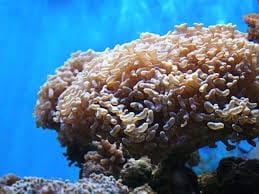 LPS: Hammer Coral