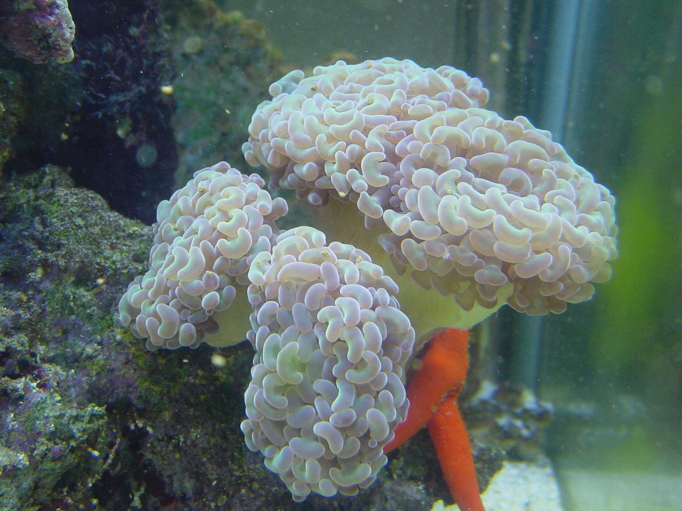 LPS: Hammer Coral; Colored