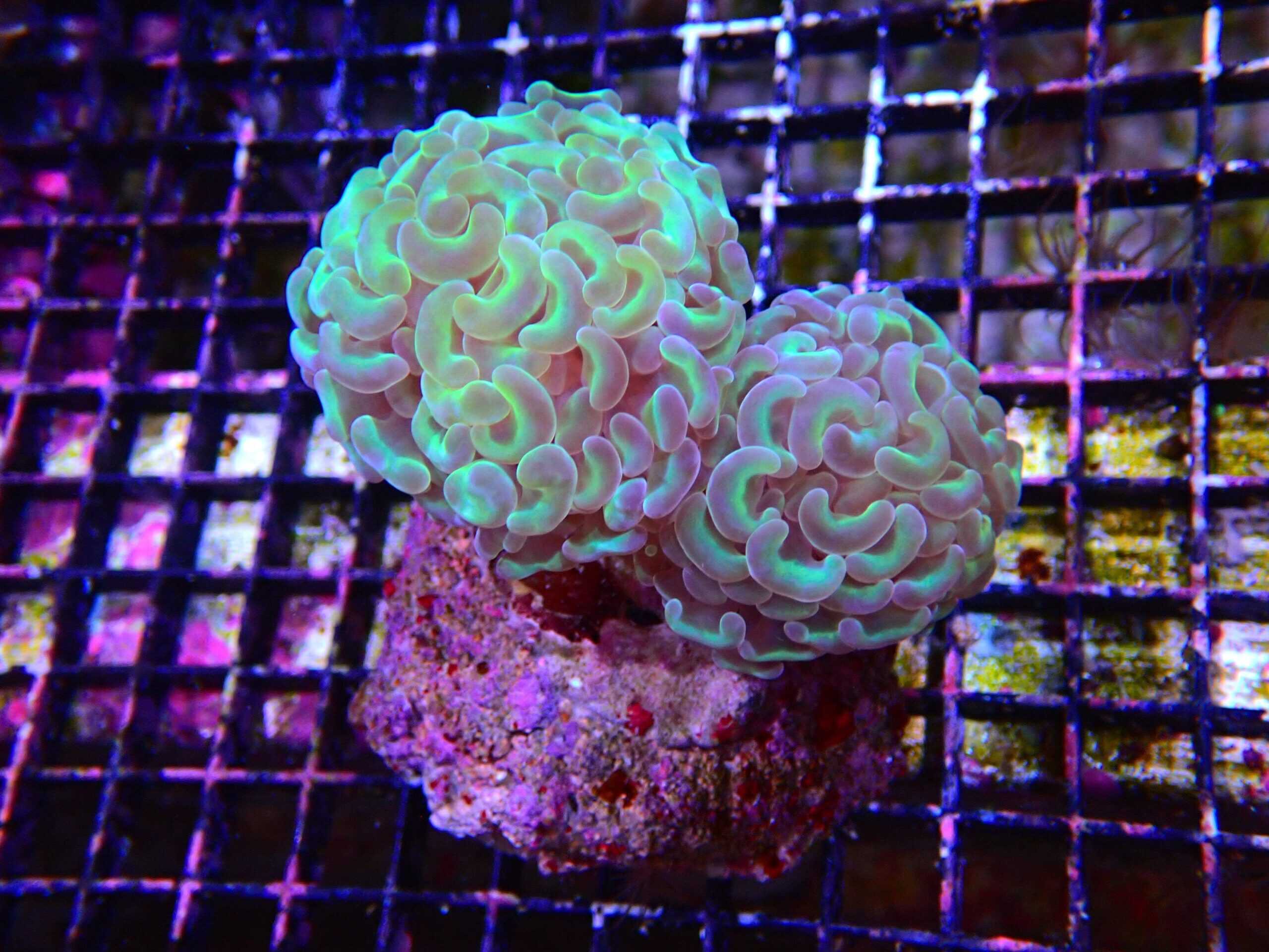 LPS: Hammer Coral; Wall Color; Cult