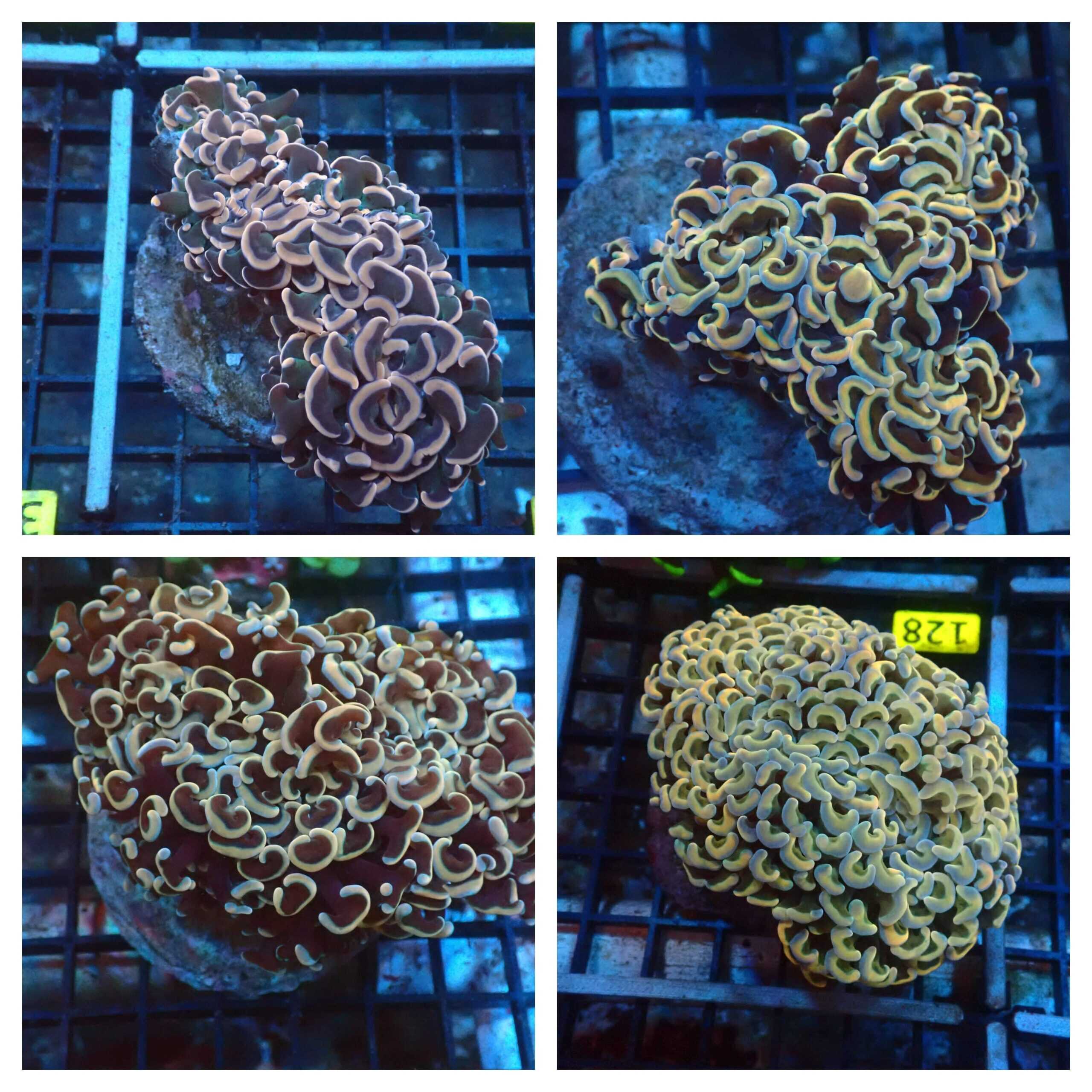 LPS: Hammer Coral; Wall Gold Cultur