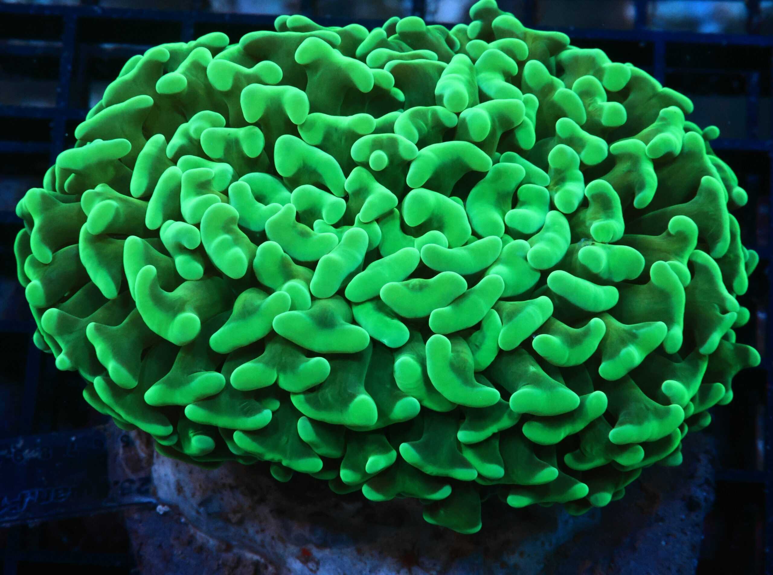 LPS: Hammer Coral; Wall Grn Cult