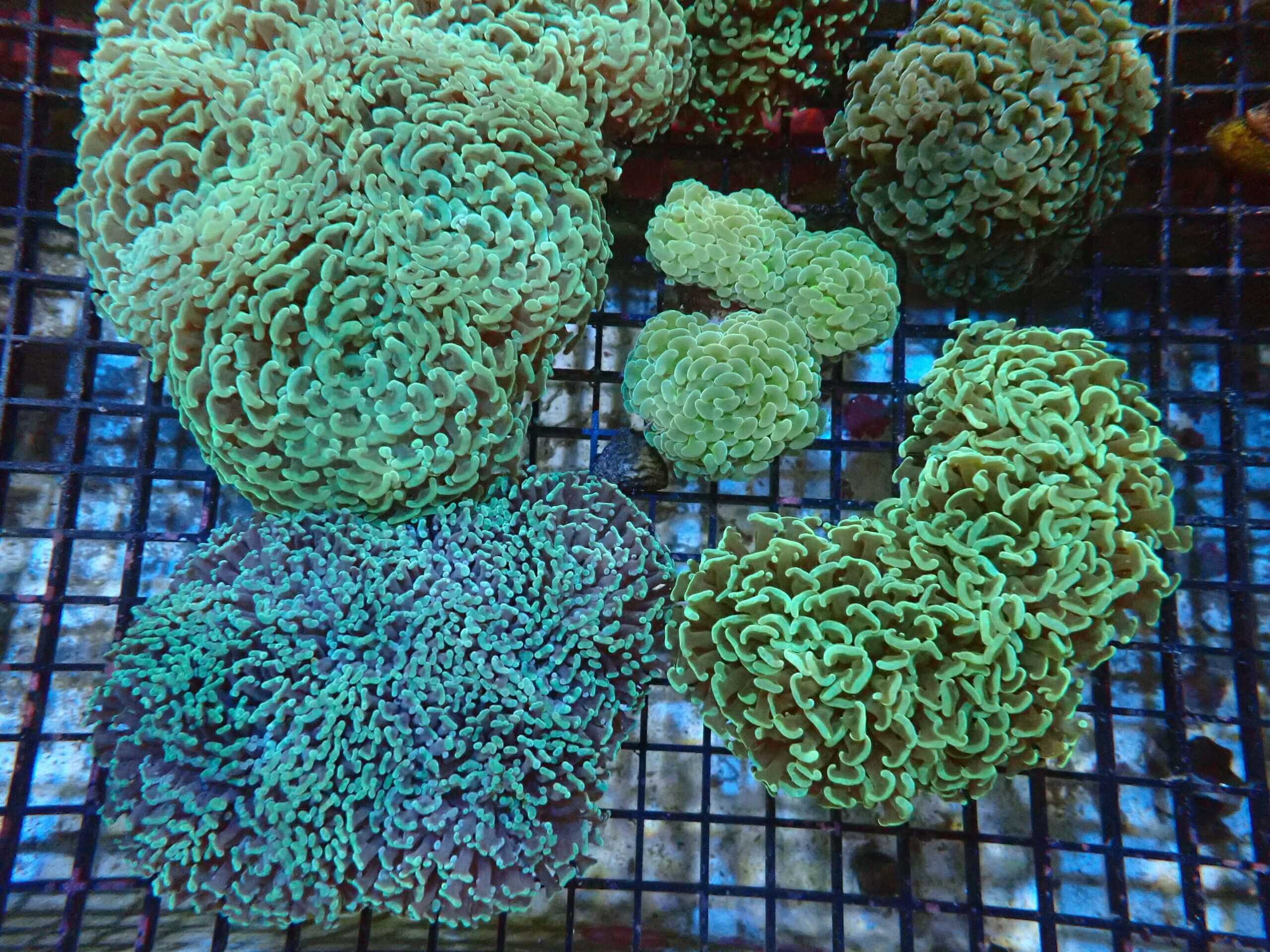 LPS: Hammer Coral; Wall Green Aus
