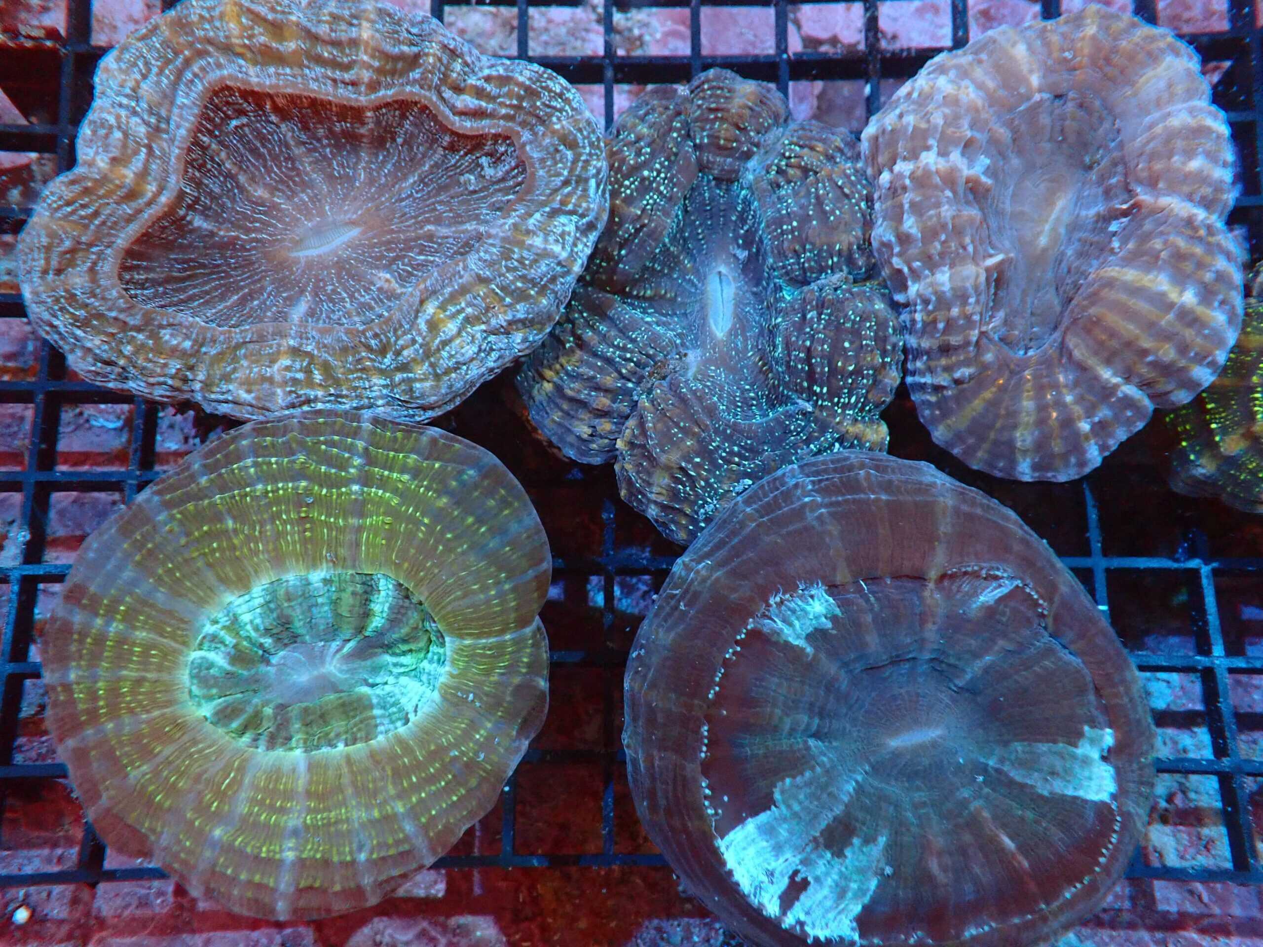 LPS: Modern Coral; Colored; Aus.