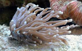 LPS: Plate Coral; Aus.