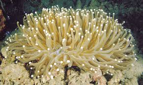 LPS: Plate Coral